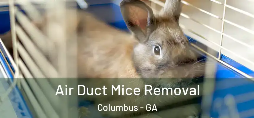 Air Duct Mice Removal Columbus - GA